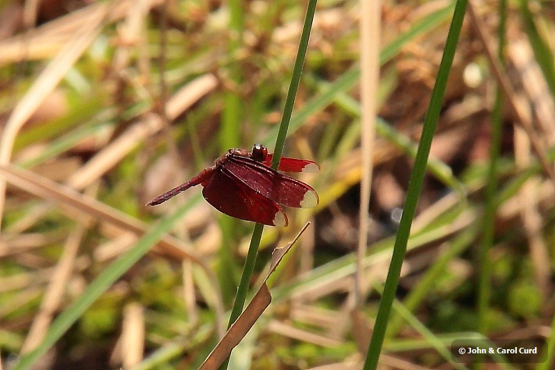 _MG_4548 Neurothemis fulvia.JPG